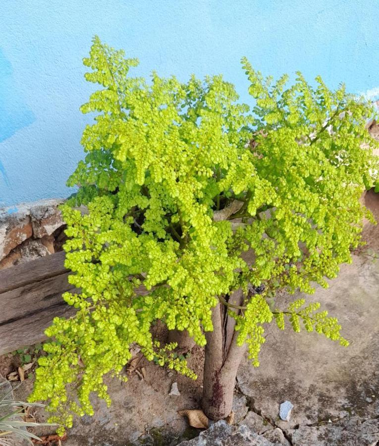 Pirenópolis Sitio Sao Benedito מראה חיצוני תמונה